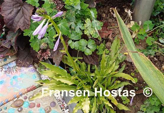 Hosta Hacksaw
