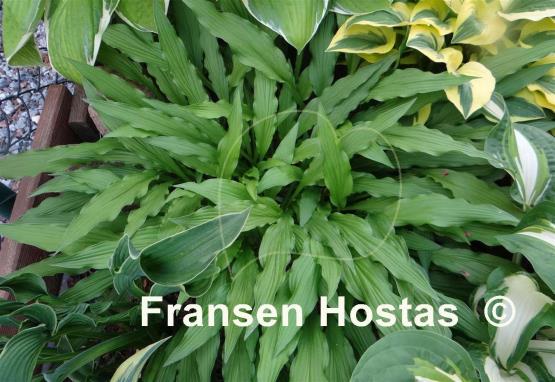 Hosta Hacksaw