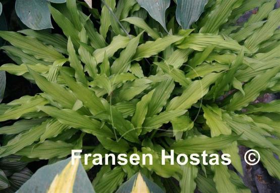 Hosta Hacksaw