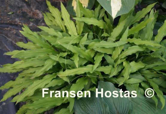 Hosta Hacksaw