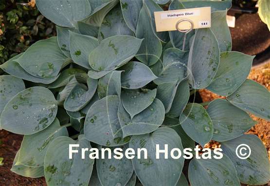 Hosta Hadspen Blue 10-pack