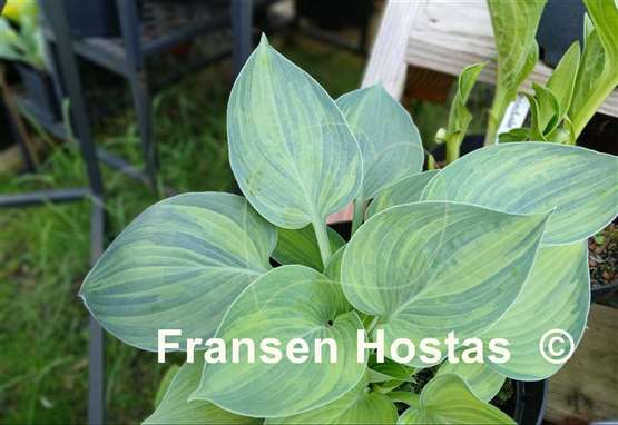 Hosta Hadspen Blue streaked