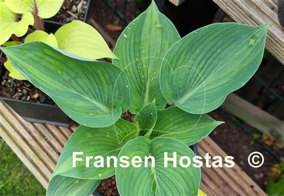 Hosta Hadspen Blue streaked