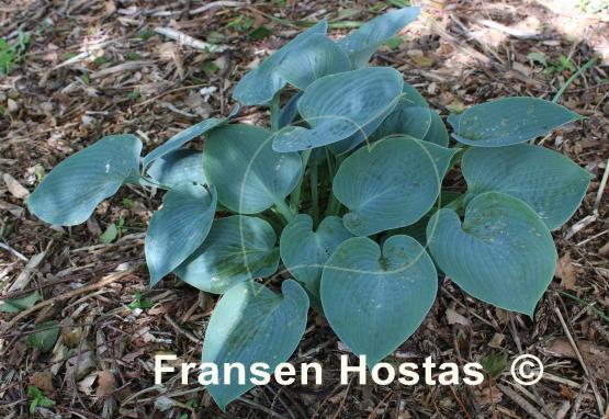 Hosta Hadspen Blue