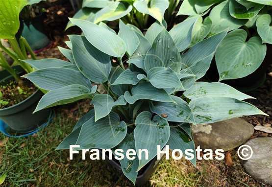 Hosta Hadspen Heron