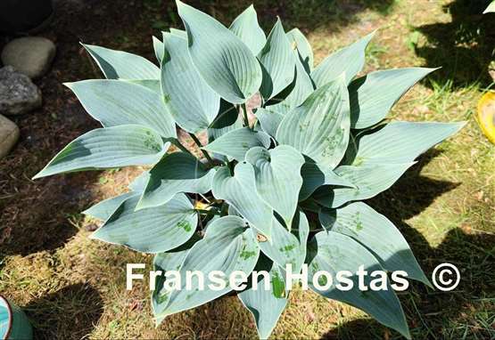 Hosta Hadspen Heron