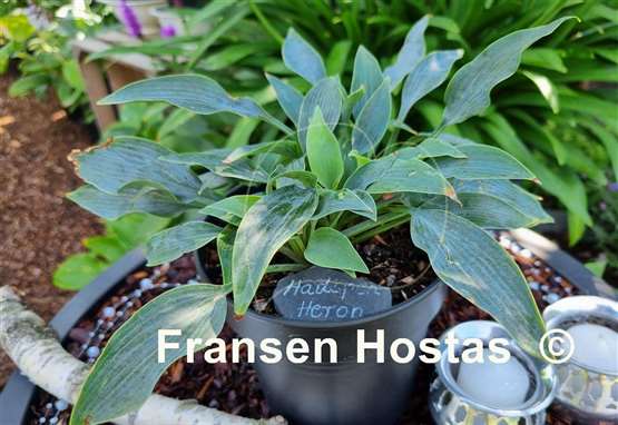 Hosta Hadspen Heron