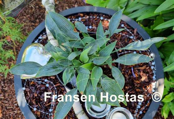 Hosta Hadspen Heron