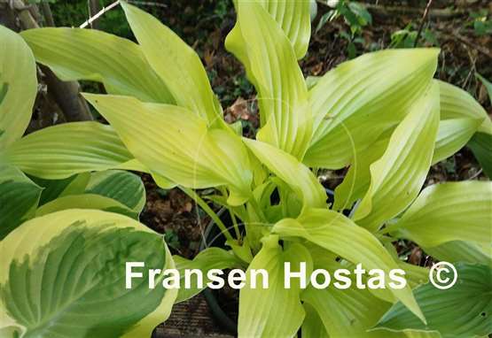 Hosta Hadspen Samphire