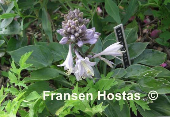 Hosta Hadspen Blue
