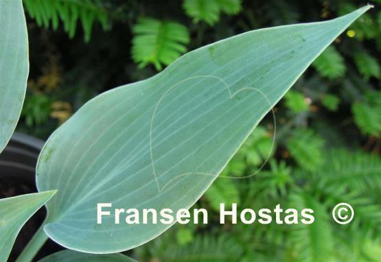 Hosta Hadspen Hawk