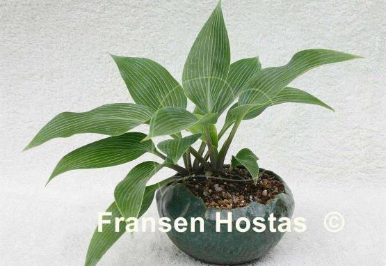 Hosta Hadspen Hawk