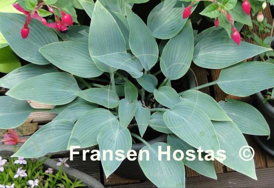Hosta Hadspen Hawk