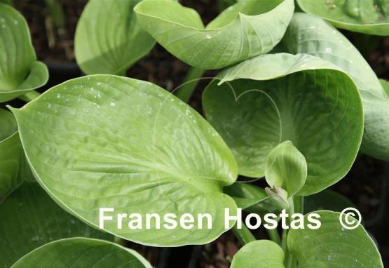 Hosta Hadspen Nymphae