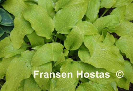 Hosta Hadspen Samphire