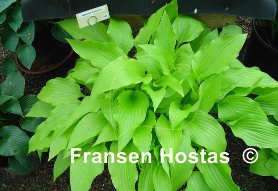 Hosta Hadspen Samphire