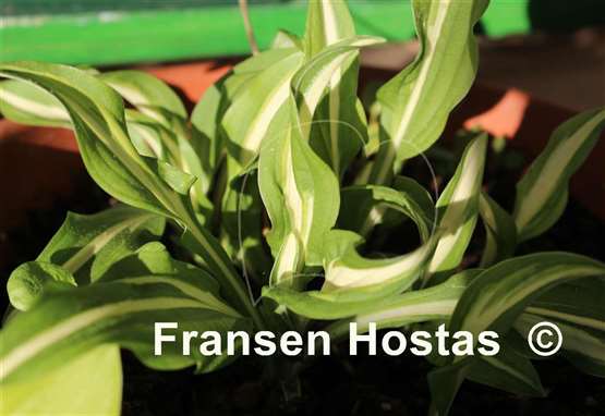 Hosta Haku Chu Han