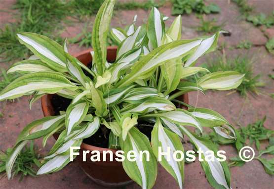 Hosta Haku Chu Han