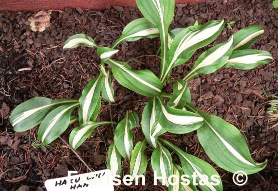 Hosta Haku Chu Han