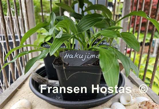 Hosta Hakujima