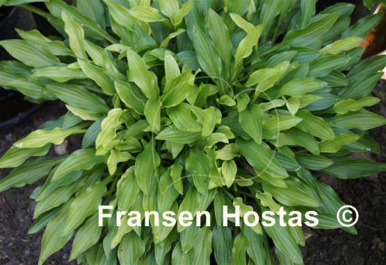Hosta Hakujima