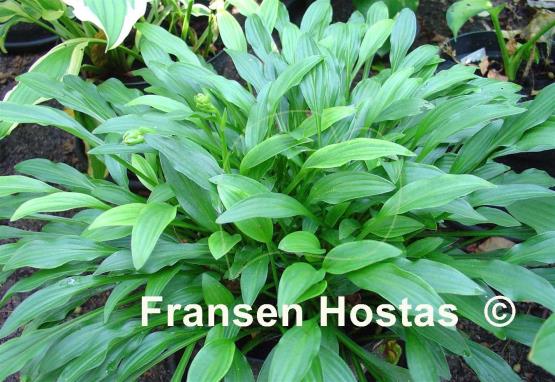 Hosta Hakujima