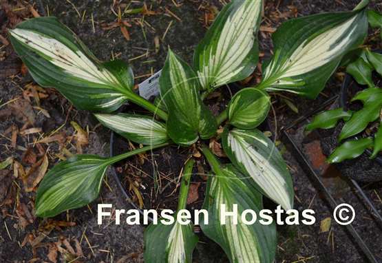 Hosta Hakumuo