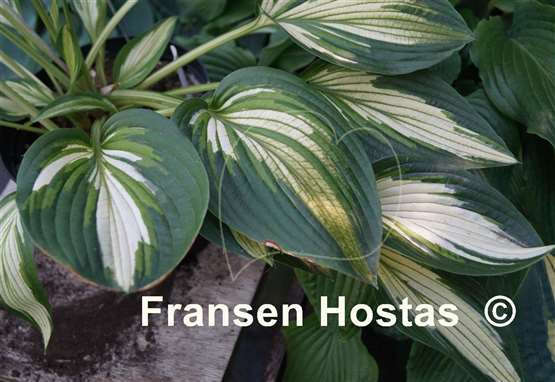 Hosta Hakumuo