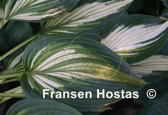 Hosta Hakumuo