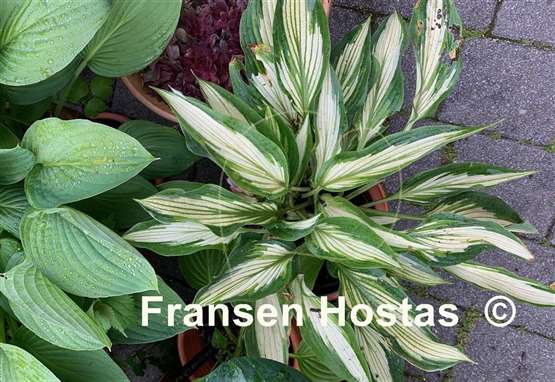 Hosta Hakumuo