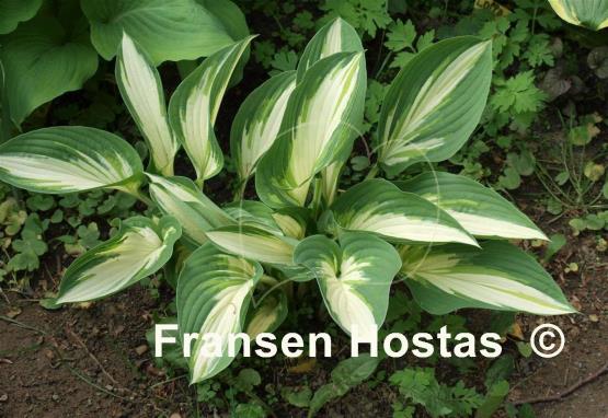 Hosta Hakumuo