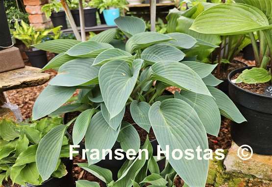 Hosta Halcyon