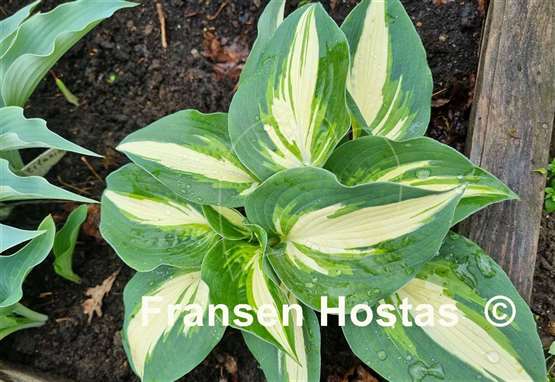 Hosta Half and Half