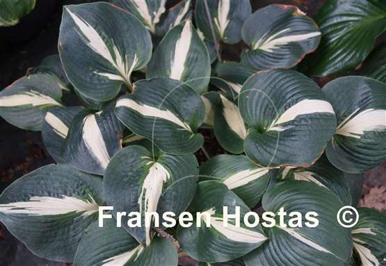 Hosta Half and Half