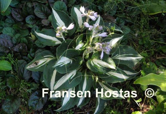 Hosta Half and Half