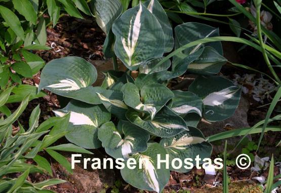 Hosta Half and Half