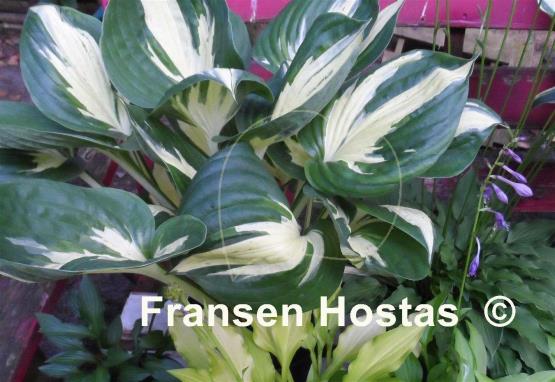 Hosta Half and Half