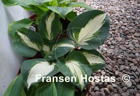 Hosta Half and Half