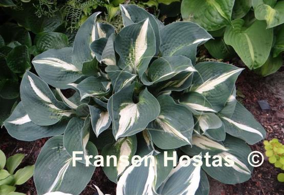 Hosta Half and Half
