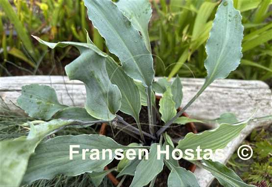 Hosta Hammerin Cameron