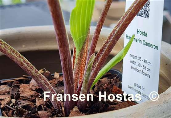 Hosta Hammerin Cameron