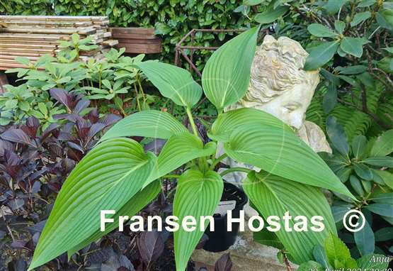 Hosta Hammurabi 