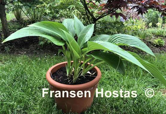 Hosta Hammurabi