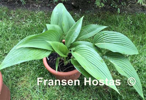 Hosta Hammurabi