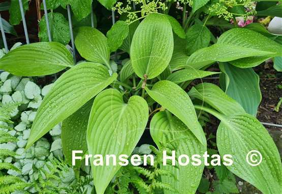 Hosta Hammurabi