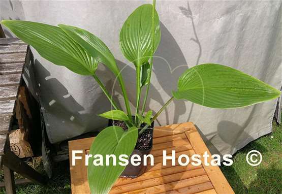 Hosta Hammurabi