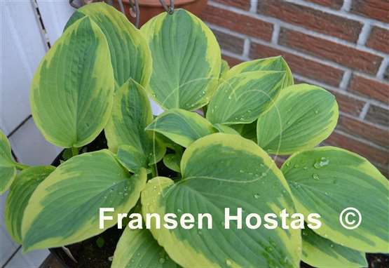 Hosta Hampshire County