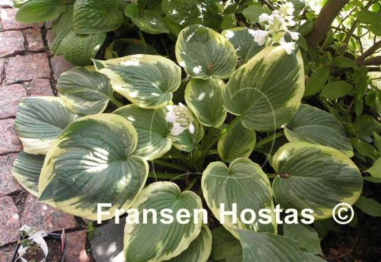 Hosta Hampshire County