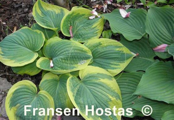 Hosta Hampshire County