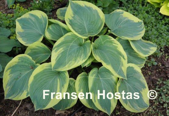 Hosta Hampshire County